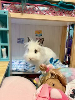 Photo 2 of Bo