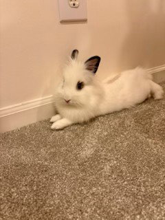 Photo 4 of Bo