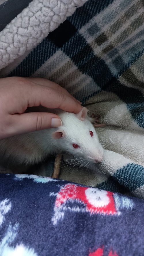 Silas and Stormy, a rat for adoption from Fur Angels Animal Sanctuary