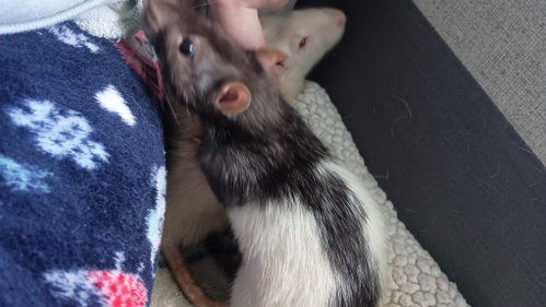 Photo 2 of Silas and Stormy
