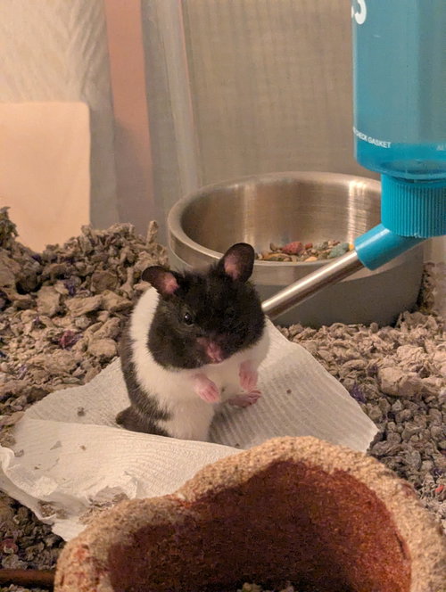 MURPHY - Hamster available for adoption