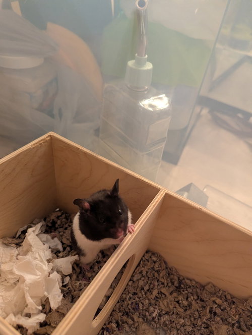 MURPHY - Hamster available for adoption