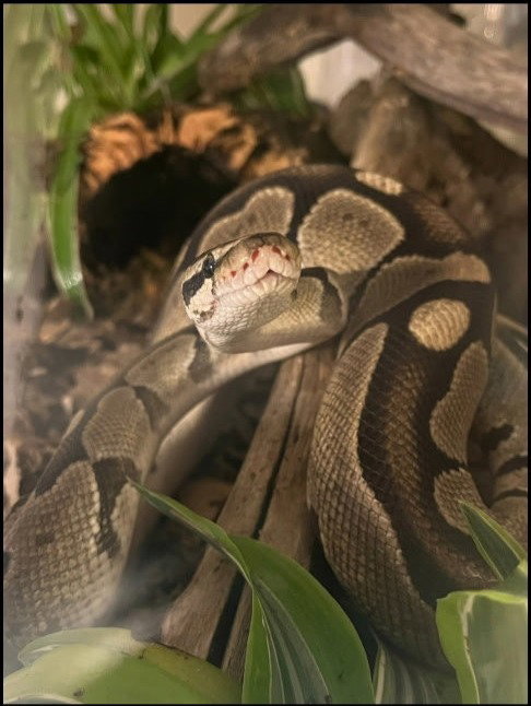 Hodini, a ball python for adoption from Fur Angels Animal Sanctuary