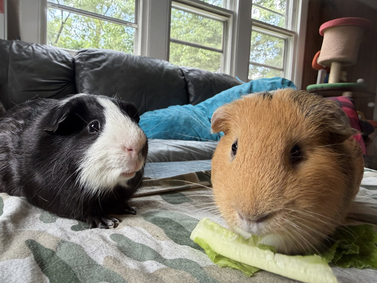 Caine and Abel