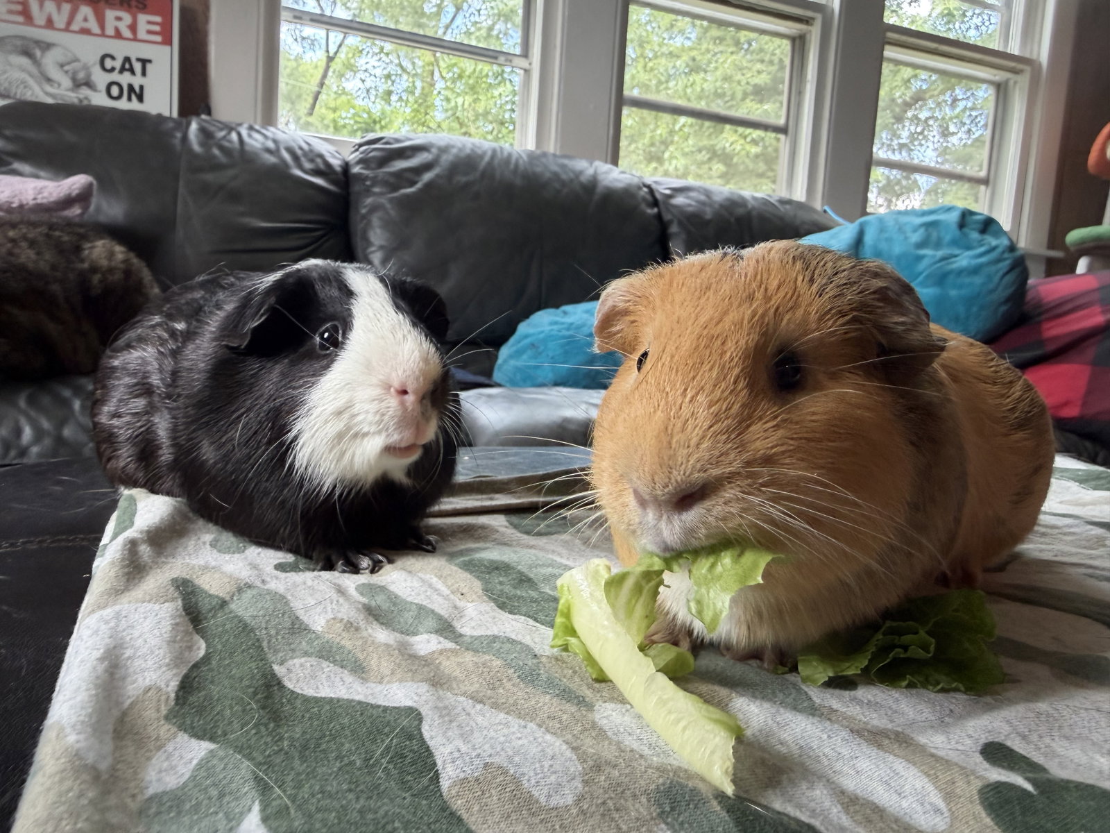 Caine and Abel, photo 2
