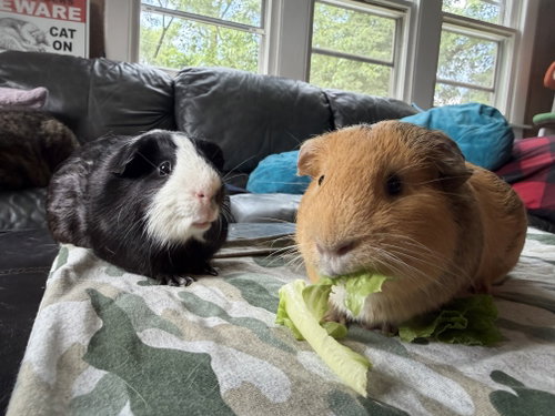 Photo 2 of Caine and Abel