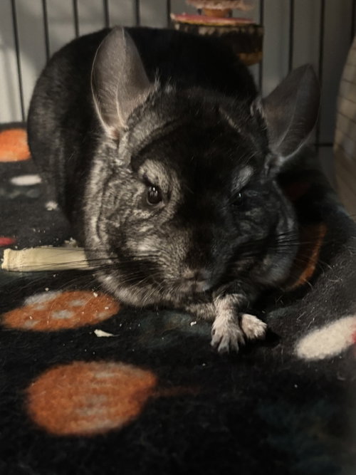 Alvin, a chinchilla for adoption from Fur Angels Animal Sanctuary