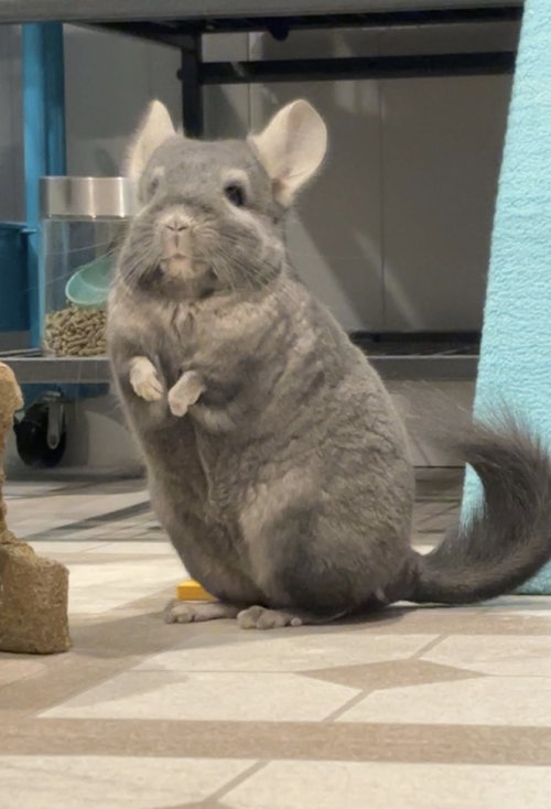 Photo 2 of Alvin