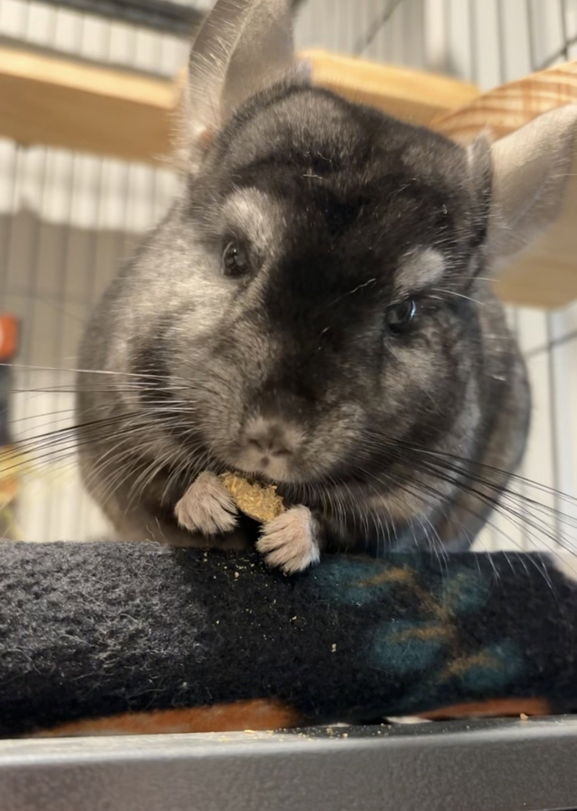 Alvin, photo 3