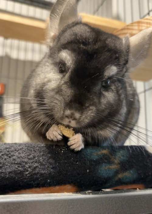 Photo 3 of Alvin