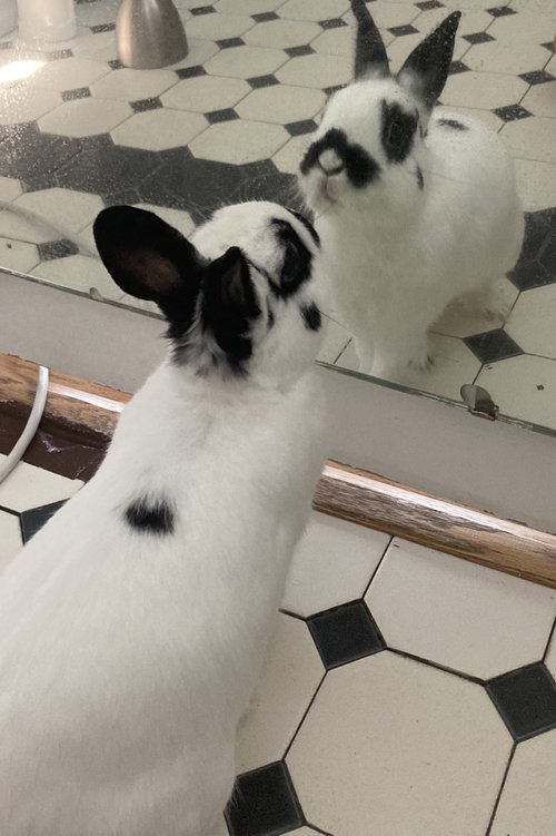 Hootie, a rabbit for adoption from Fur Angels Animal Sanctuary