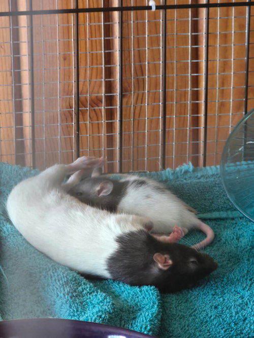 Smidge, Creek, Rye and babies, a rat for adoption from Fur Angels Animal Sanctuary