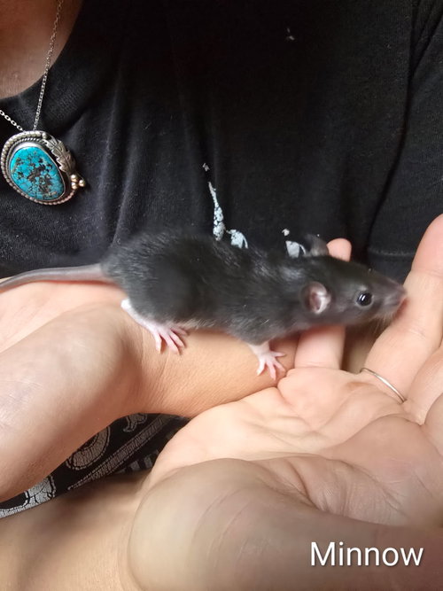 Photo 2 of Smidge, Creek, Rye and babies
