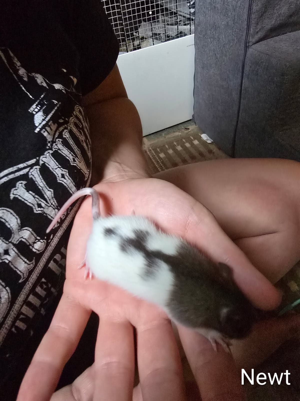 Smidge, Creek, Rye and babies, photo 8