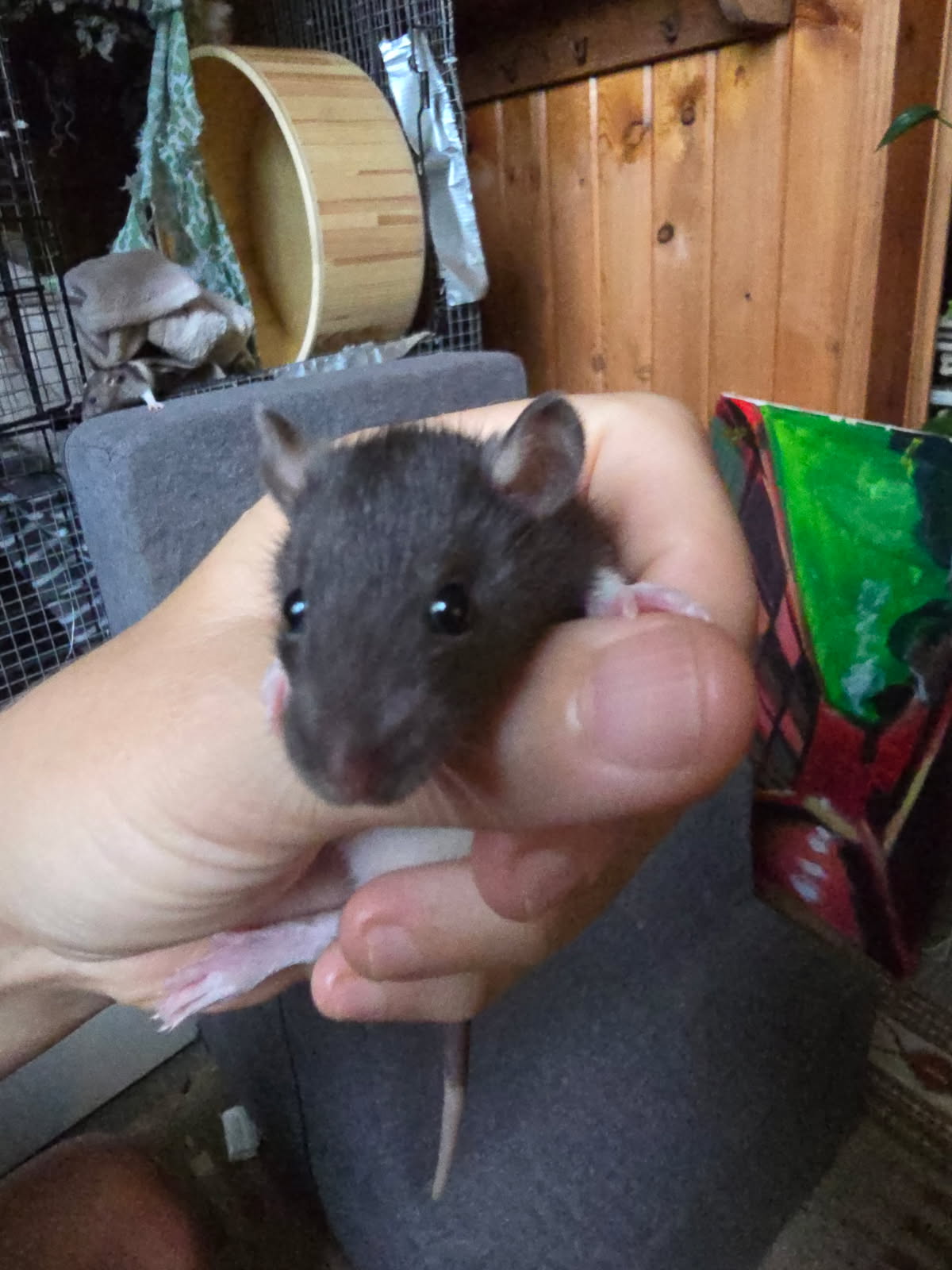 Smidge, Creek, Rye and babies, photo 10