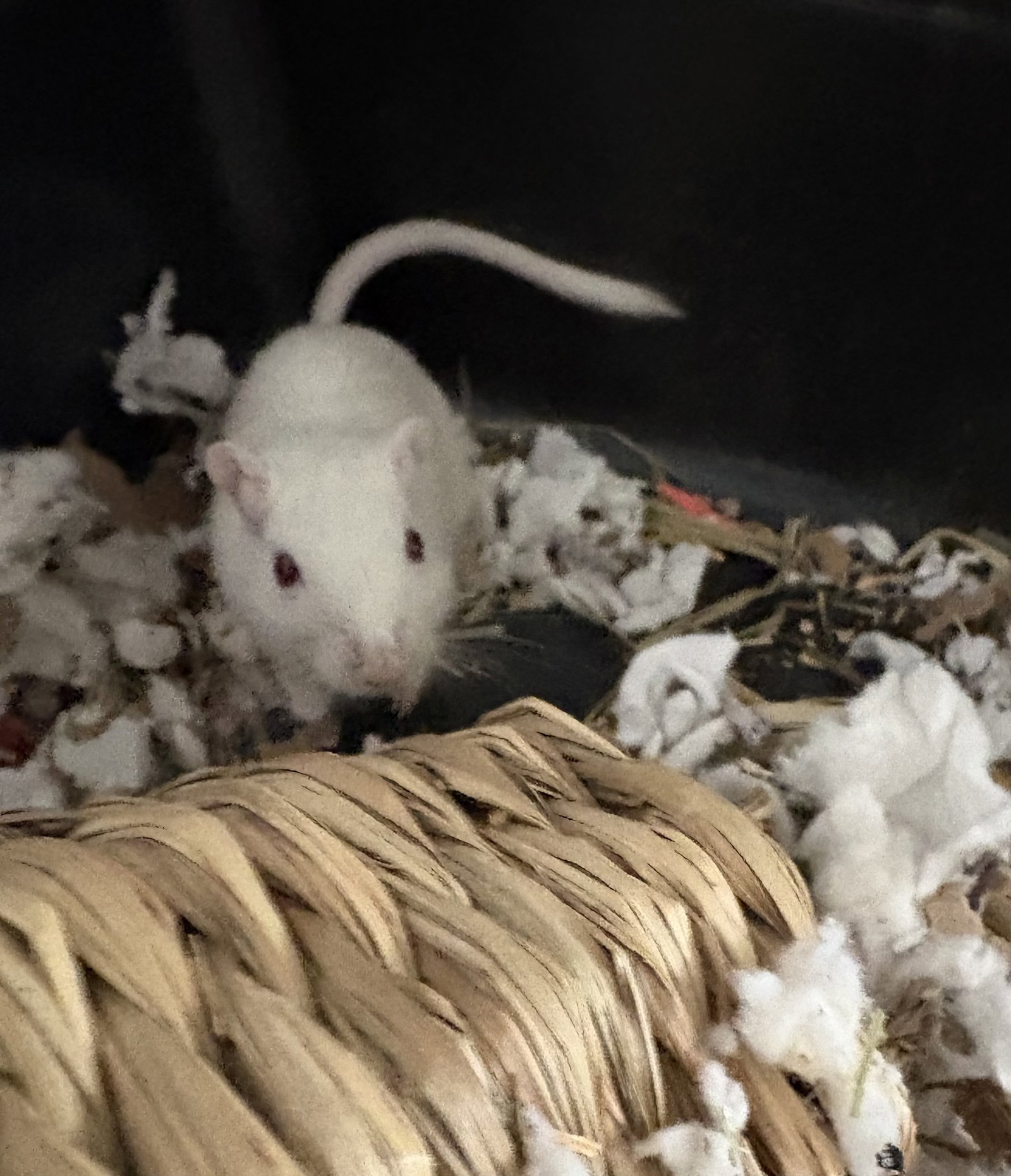 Frosty and Fiona, photo 2
