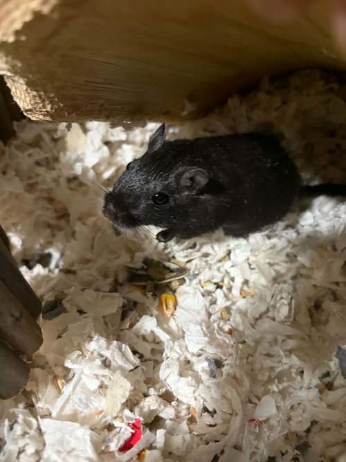 Pip, a gerbil for adoption from Fur Angels Animal Sanctuary