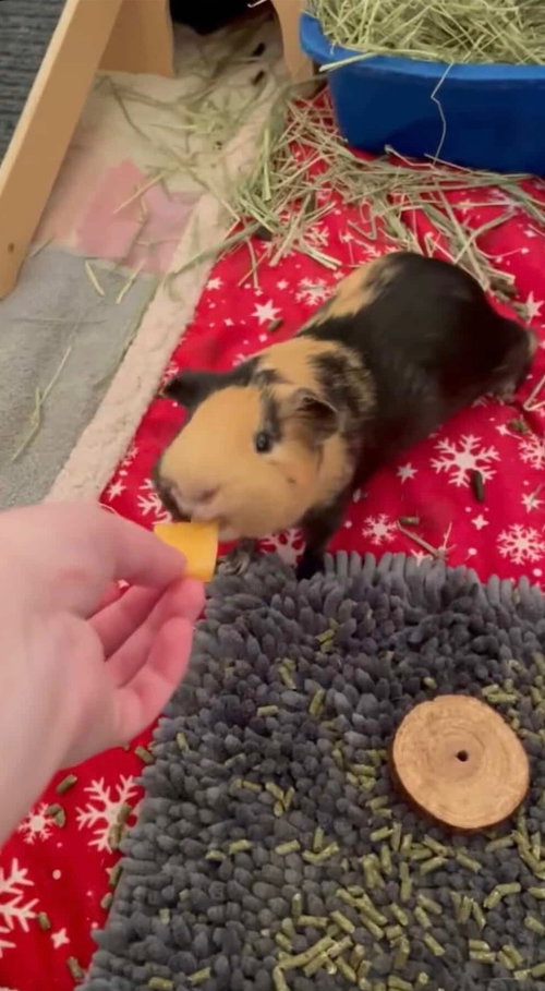 Carl, a guinea pig for adoption from Fur Angels Animal Sanctuary