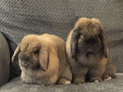 Gelato and Tiramisu, a rabbit for adoption from Fur Angels Animal Sanctuary