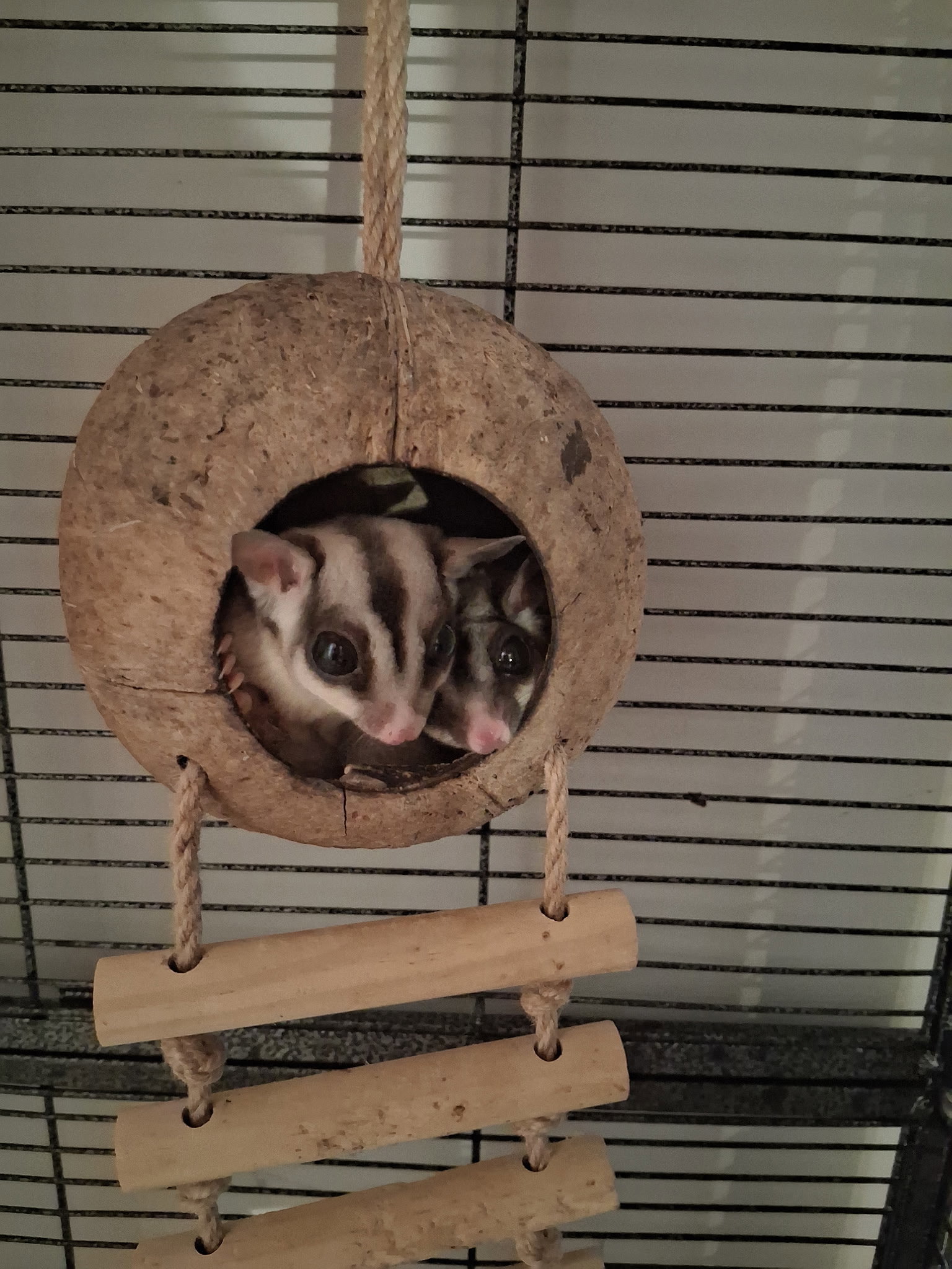 Pebbles and Bam Bam, photo 2