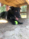 adoptable Dog in Orangeburg, SC named Ace