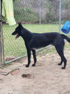 Ace - Photo 5