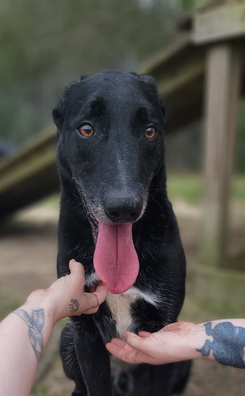picture of the dog needing adoption