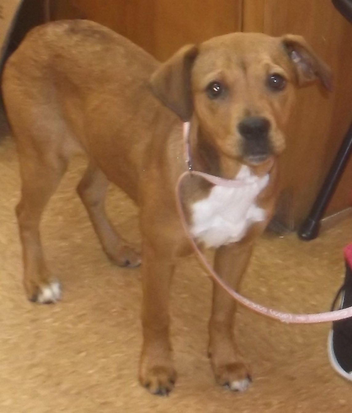 adoptable Dog in Orangeburg, SC named Jenny