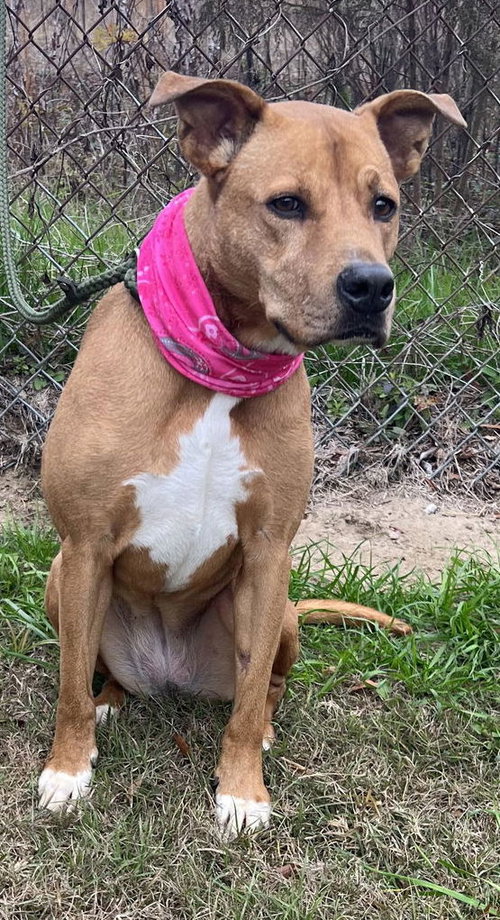 picture of the dog needing adoption