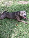 adoptable Dog in orangeburg, SC named Starlight