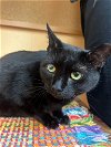 adoptable Cat in orangeburg, SC named June
