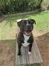 adoptable Dog in orangeburg, SC named Petunia