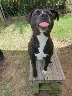 PETUNIA - Labrador Retriever available for adoption