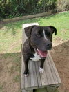 Petunia - Photo 3