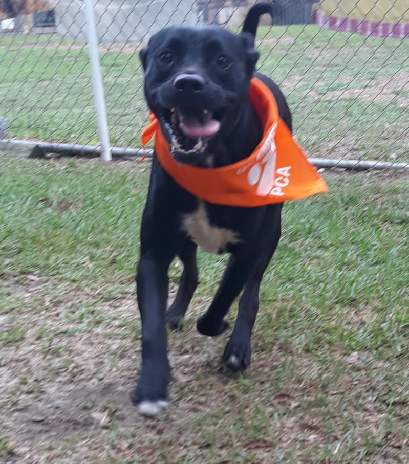 adoptable Dog in Orangeburg, SC named Diesel