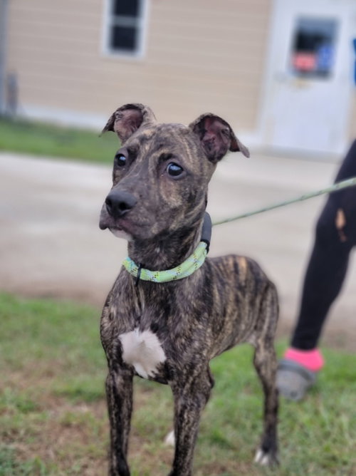 THEO - Labrador Retriever / Boxer available for adoption