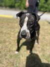 Odin - Photo 1