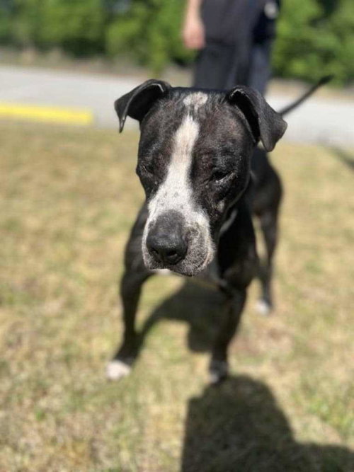 picture of the dog needing adoption