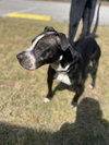 Odin - Photo 3