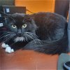 adoptable Cat in orangeburg, SC named Stevie