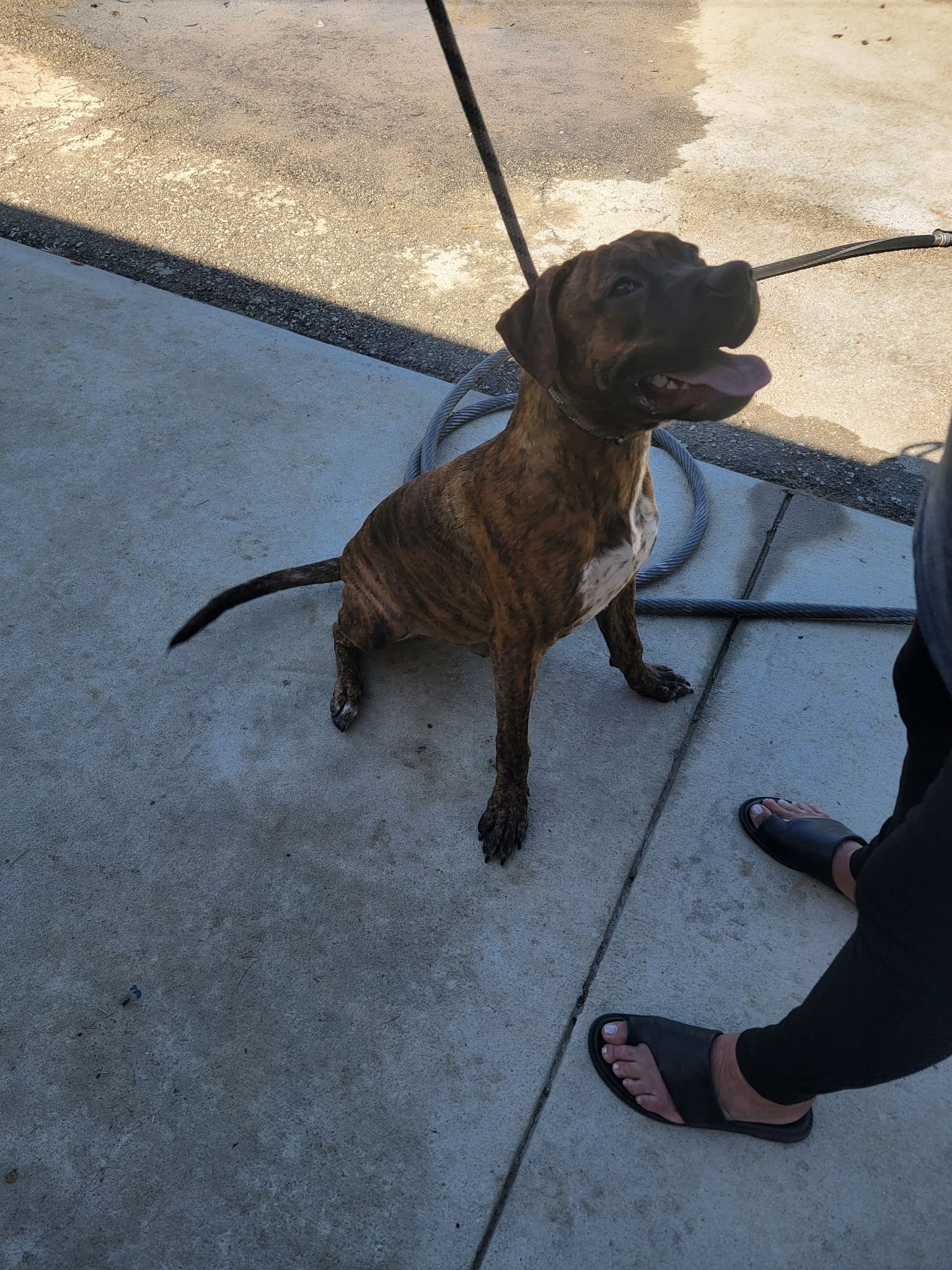 adoptable Dog in Orangeburg, SC named Cosmo