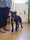 adoptable Dog in orangeburg, SC named King
