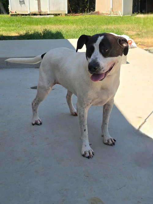 SCOUT - Labrador Retriever / Dalmatian available for adoption