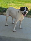 Scout - Photo 4