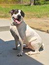 Scout - Photo 1