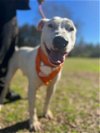 adoptable Dog in , SC named Buddy