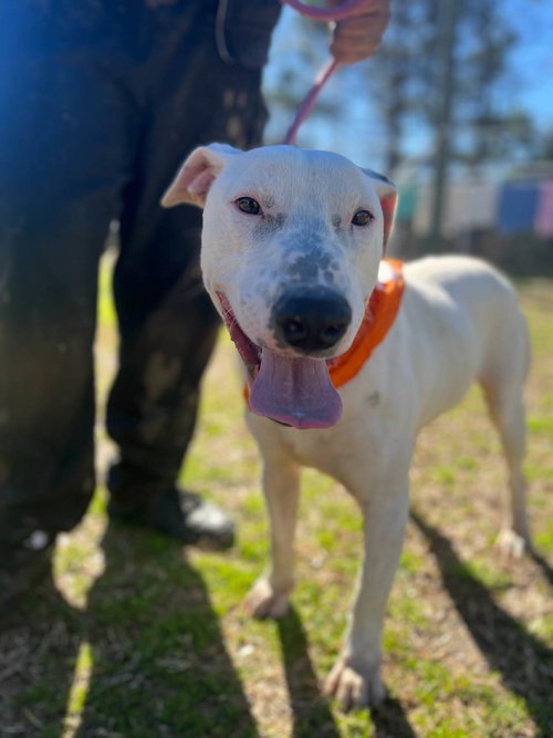 BUDDY - Bull Terrier available for adoption
