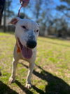 Buddy - Photo 3