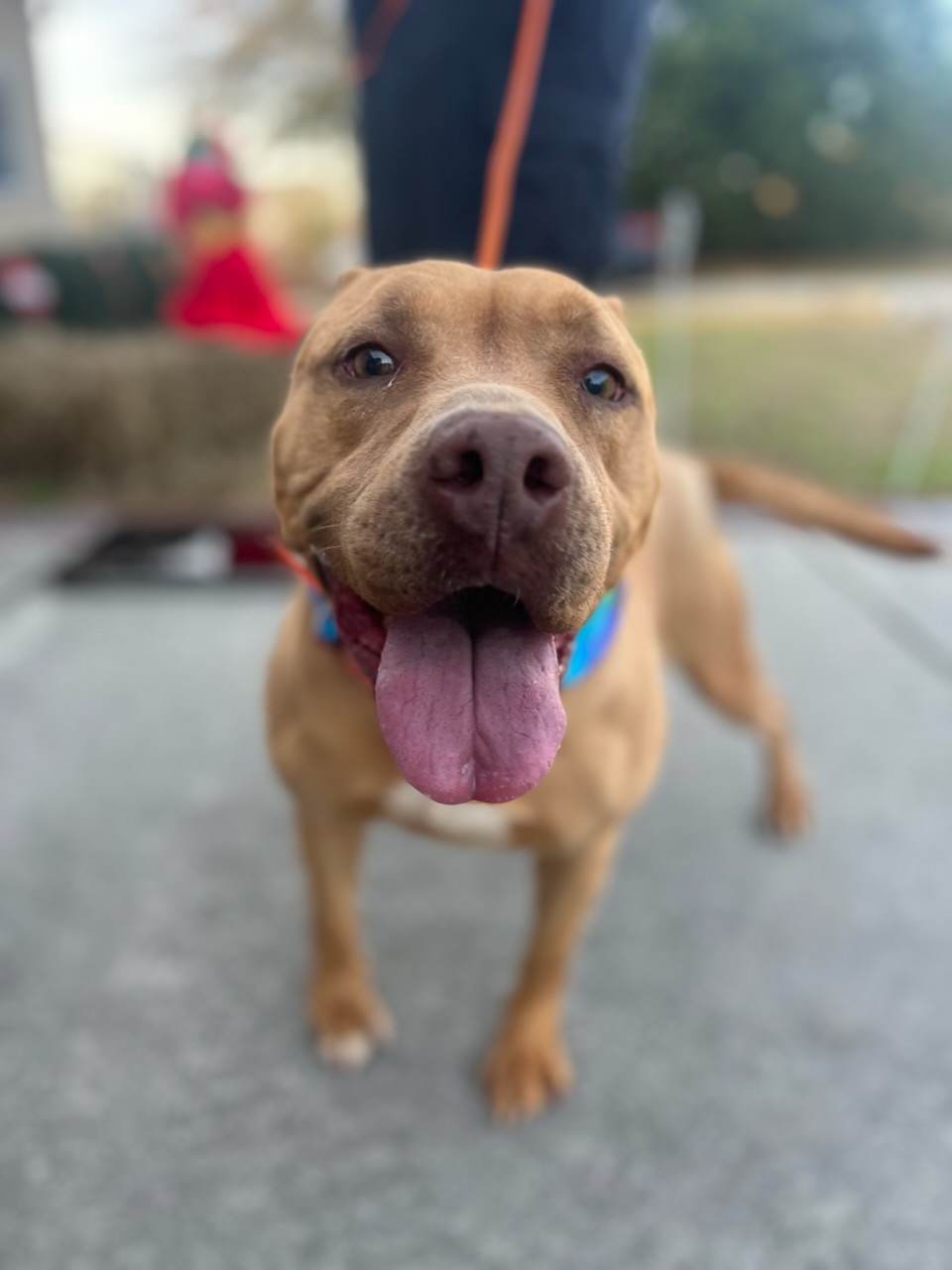 Dog for Adoption - Lucy, a Pit Bull Terrier in Woodfield, SC | Alpha Paw