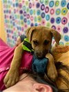 adoptable Dog in , SC named Comet